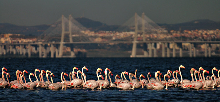 Tagus Estuary Nature Reserve, Reserva Natural do Estuário do Tejo Tagus Estuary Nature Reserve, Reserva Natural do Estuário do Tejo