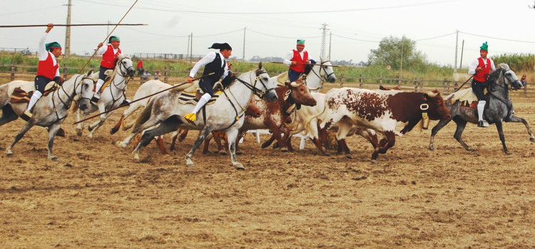Ribatejo herdsmen, Campinos Ribatejanos da Lezíria e da Charneca Ribatejo herdsmen, Campinos Ribatejanos da Lezíria e da Charneca